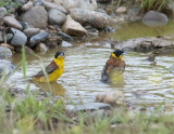 Black-Headed Bunting
