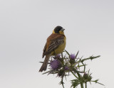 Black-Headed Bunting