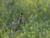 Black-Headed Bunting