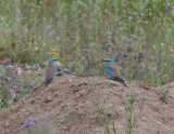 European Rollers