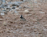 Spanish Sparrow