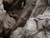 Crimson-Winged Finsch Nemrut Dagi