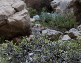 Eastern Orphean Warbler Nemrut Dagi picture taken in bad light