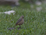 Rock Thrush Female Nemrut Dagi