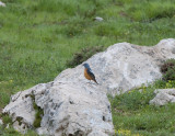 Rock Thrush Nemrut Dagi