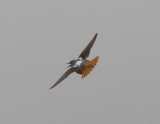 Rock Thrush Male Nemrut Dagi