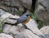 White-Throated Robin Nemrut Dagi