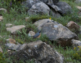 White-Throated Robin Nemrut Dagi