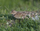 Calandra Lark