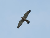 Lesser Kestrel in dawn