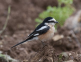 Masked Shrike Nemrut Dagi