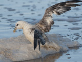  Skummeslvsstrand Halland