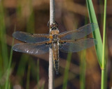  Ottersjn Halland 13 Maj 2012
