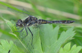  Fogeldammen Halland 26 Augusti 2012