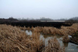 Marsh Brush Fire