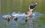 geese11 5-24-11