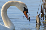 swan 22 3-25-12