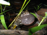 Gray Treefrog