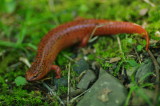Blue Ridge Red Salamander