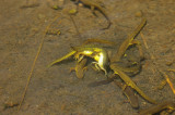 Newt Mating Frenzy