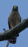 Roadside Hawk