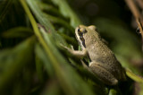 Pacfic Tree Frog