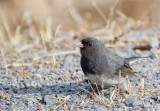 Dark-eyed Junco