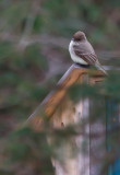 Eastern Phoebe