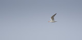 Royal Tern