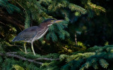 Green Heron