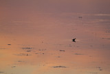 Shirleys Bay mud flats