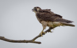 Immature Peregrine Falcon