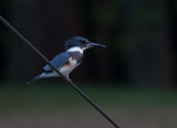 Belted Kingfisher