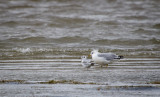 Bonapartes Gull & Ring-billed Gull