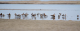 Sandpipers (Red Knot - mixed plumage, some breeding, some winter)