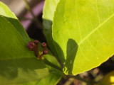 Lemon blossom bud.