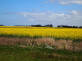 Canola fields