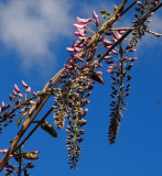 Emerging wisteria flowers.