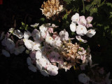 Geranium