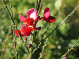 Genista
