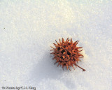 Sweetgum Ball on Snow