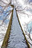 Tree Decoration