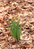 Daffodil Buds