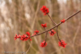 Maple Tree Blossom