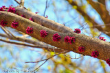 Alas Springtime - 2011
