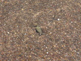 Krab in het zand