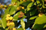 Nikon 6791.jpg
