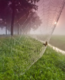 Spinneweb in de ochtend