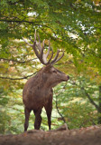 Edelhert in herfstbos