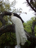 Green Pastures White Peacock